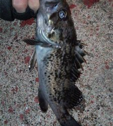 出張明けはパックロッドでライトゲーム