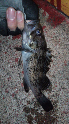 出張明けはパックロッドでライトゲーム