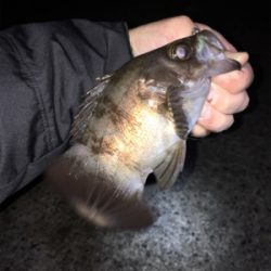 メバル釣れ出しました