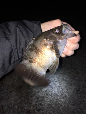 メバル釣れ出しました