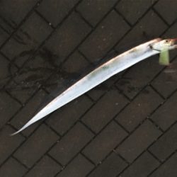 コスモ最奥ポイントへサーベリング