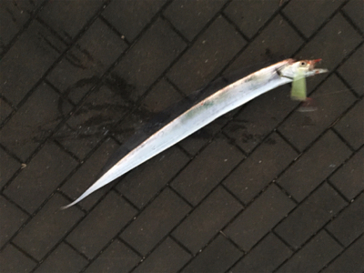 コスモ最奥ポイントへサーベリング