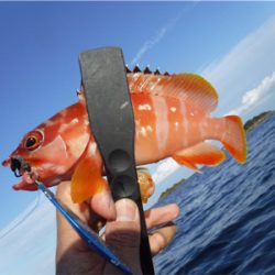 カヤックでハタ狙い！