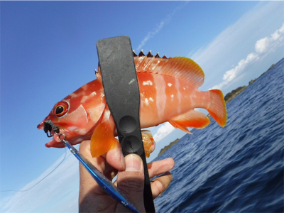 カヤックでハタ狙い！