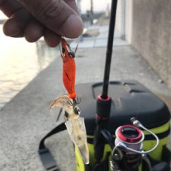 リベンジ 木材港ヒイカ釣り(夕方)