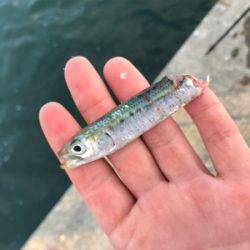 マイワシ大量発生