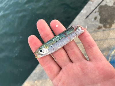 マイワシ大量発生