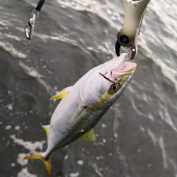 もうすぐハマチ