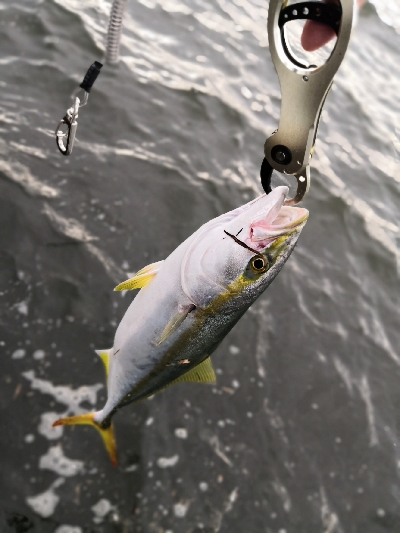 もうすぐハマチ