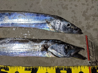 タチウオが戻ってきた！