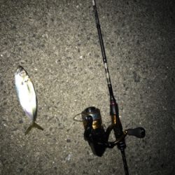 !アジング、ヒイカ教室!