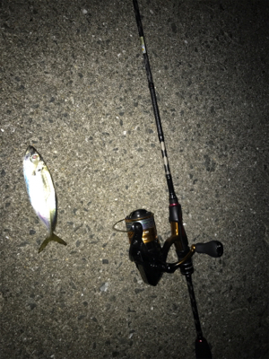 !アジング、ヒイカ教室!