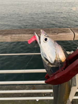 まさにユウレイ？