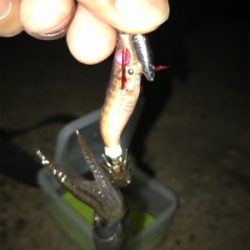 ポツリ…ポツリのヒイカ釣りσ(^_^;)