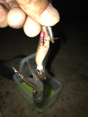 ポツリ…ポツリのヒイカ釣りσ(^_^;)