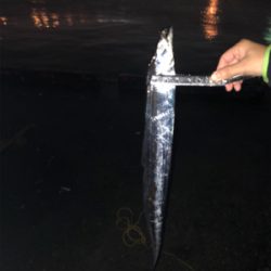 タチウオ アジ チヌ おまけに石鯛? 最高!