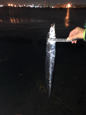 タチウオ アジ チヌ おまけに石鯛? 最高!