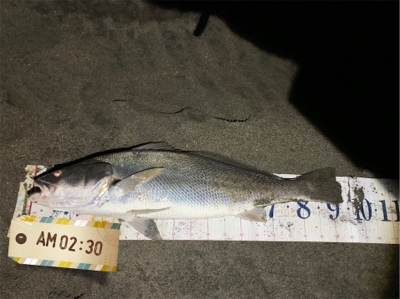 早めの早朝散歩！