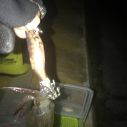 ボチボチのヒイカ釣りσ(^_^;)