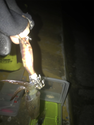 ボチボチのヒイカ釣りσ(^_^;)