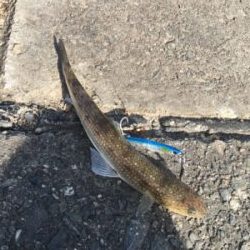 強風メタルジギング