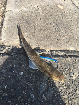 強風メタルジギング