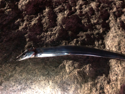 なんとか1本…σ^_^;