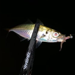 ブルーカレント68ll 入魂