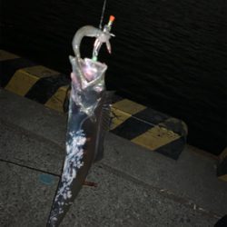 冬到来 ドラゴンタチウオ