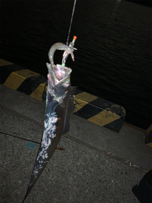 冬到来 ドラゴンタチウオ