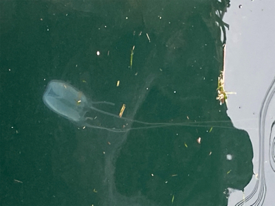 ジギングはまだまだ修行中