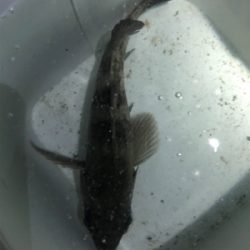 メバル自己記録更新！