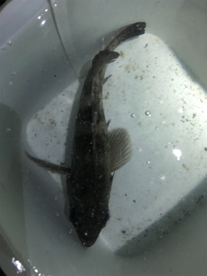 メバル自己記録更新！