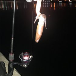 別府港でヒイカ調査!