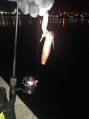 別府港でヒイカ調査!