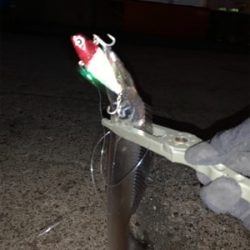 朝まづめ1時間の釣果