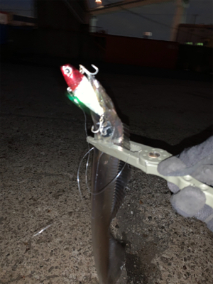 朝まづめ1時間の釣果