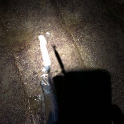 寒い！タチウオ！！