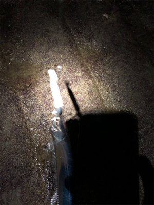 寒い！タチウオ！！