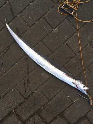 再び修行の日々へ