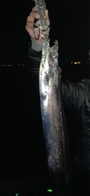 ドラゴンきた！！サバは共食い！！