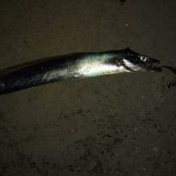 青物ダメでも太刀魚