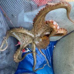 タコ　　二見沖　　西海丸