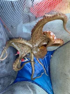 タコ　　二見沖　　西海丸