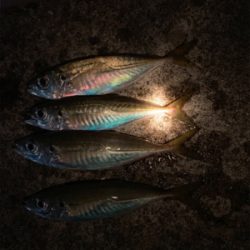 松部港 アジ 投げサビキ釣り