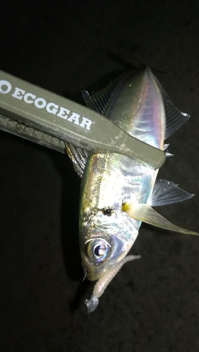 ナイトアジング