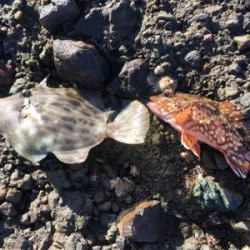 磯に生えてる貝で！