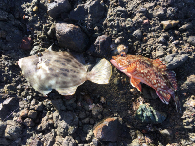 磯に生えてる貝で！