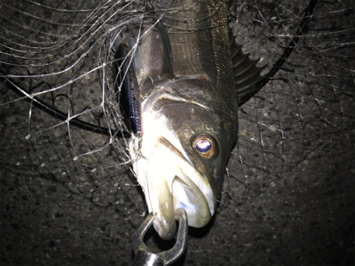 まだまだですね