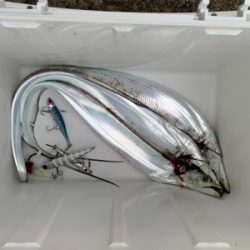 朝まづめのタチウオ釣り